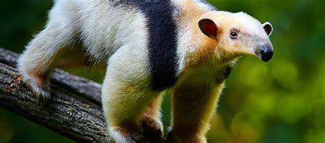 The Cute But Smelly Tamandua | Critter Science