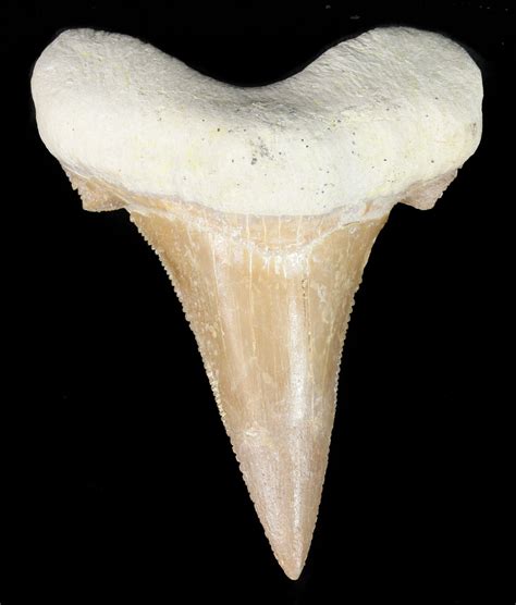 2.96" Auriculatus Shark Tooth - Dakhla, Morocco (Restored) For Sale ...