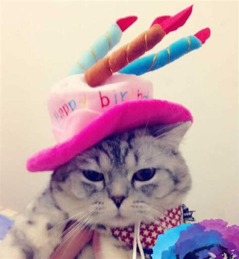 Cat birthday hats | Happy birthday cat, Cat birthday, Dog first birthday