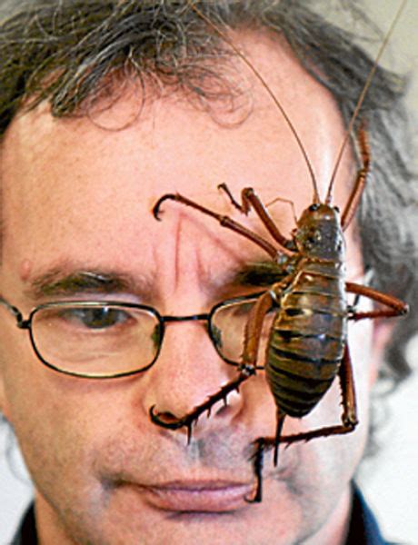 Giant Weta Insect Pictures - The World’s Biggest Insect, Eats Carrots ...