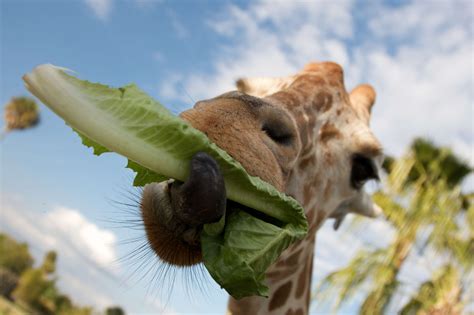 Giraffe Feeding - Zoo Atlanta