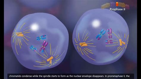 Meiosis 3D Animation AP ACT EST biology - YouTube