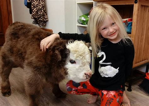 Yes, You Can Own A Fluffy Mini Cow And They Make Great Pets! | Home ...