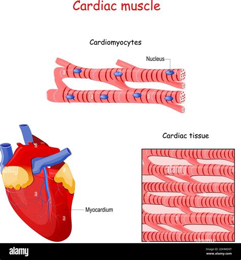 Structure of Cardiac muscle fibers. anatomy of cardiomyocyte ...