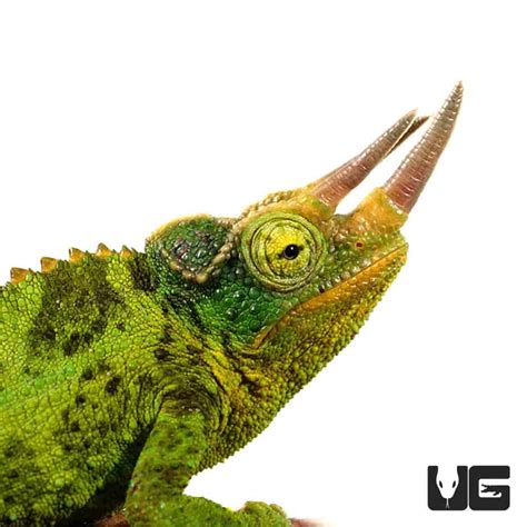 Jacksons Chameleons (Trioceros jacksonii) For Sale - Underground Reptiles