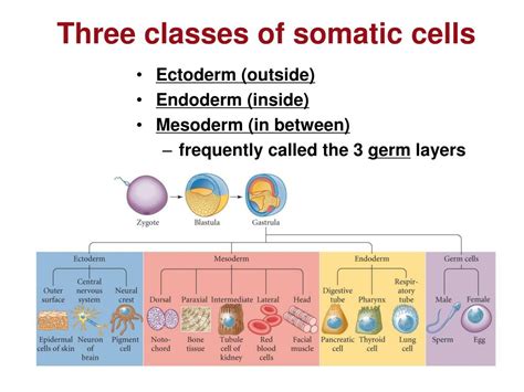 PPT - Somatic, Germ and Stem cells PowerPoint Presentation, free ...