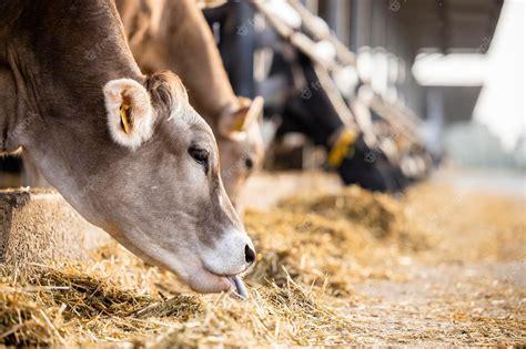 Premium Photo | Cattle breeding and cows eating silage at the farm