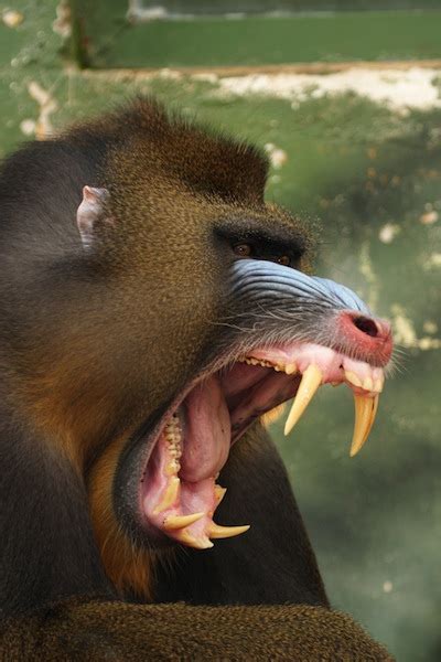 Mandrill