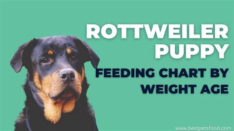 Ultimate Rottweiler Puppy Feeding Chart by Weight Age