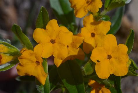 38 Common Orange Wildflowers (Pictures and Identification)