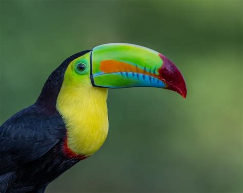 Free Images : bird, wing, beak, fauna, macaw, close up, vertebrate ...