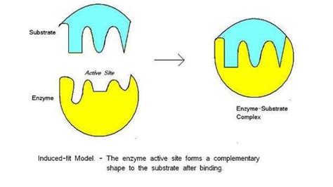 Biology Unit 1 Notes: Enzymes