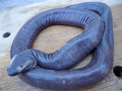 Awesome Animal - Caecilian - Stan C. Smith