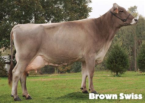 Name That Cow: The 6 Great Dairy Breeds | Dairy Discovery Zone