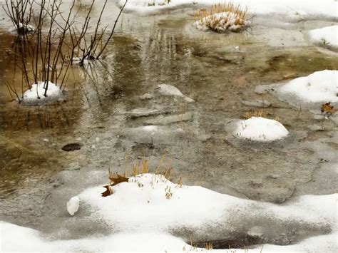 When to Start Feeding Koi After Winter: Essential Guidelines and Tips ...