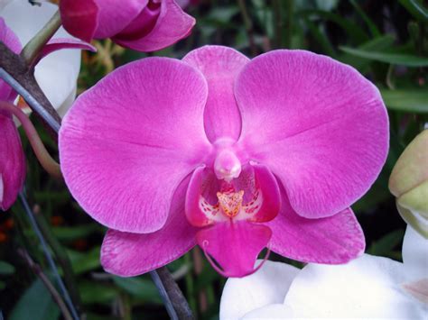 Photos of Nature: Photos Of Orchids Flowers