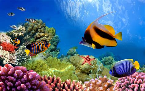 Great Barrier Reef Biosearch Life Under The Ocean Desktop Wallpaper Hd ...