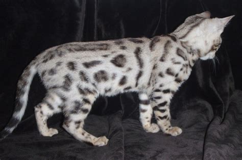 Contrasting Beauty: The Black and White Bengal Cat - catmags.com