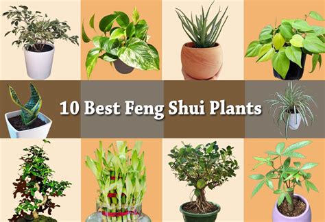 Feng Shui Plants - 10 Plants To Bring Wealth In Your Home