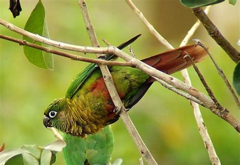 Parrots: Brazil’s Colorful Avian Clowns - 10,000 Birds