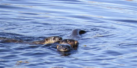 North American River Otter | Lontra canadensis