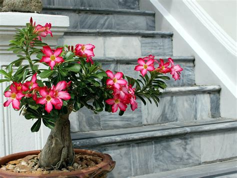 20 Unique, Cool, and Unusual Houseplants You Need to Grow - EatHappyProject