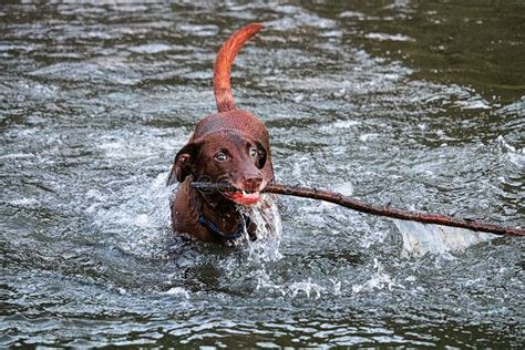 A Dog Playing Fetch in the Water with a Large Stick Stock Image - Image ...