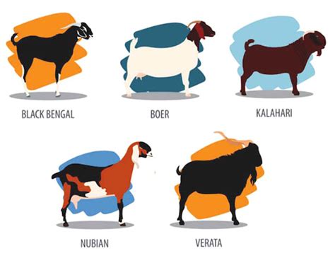 Meat Goat Breeds: Top 10 Breeds For High Production