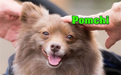 Pomchi ( Pomeranian-Chihuahua mix ) appearance, characteristics & Price