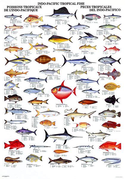 Gallery For data-recalc-dims= | Fish chart, Types of fish, Pacific fish