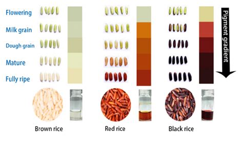 The pigment gradient in black rice compared to brown and red rice ...