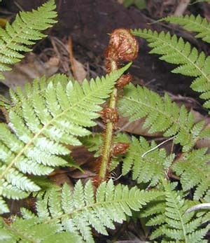 Polypodiidae (plant) - Wikipedia