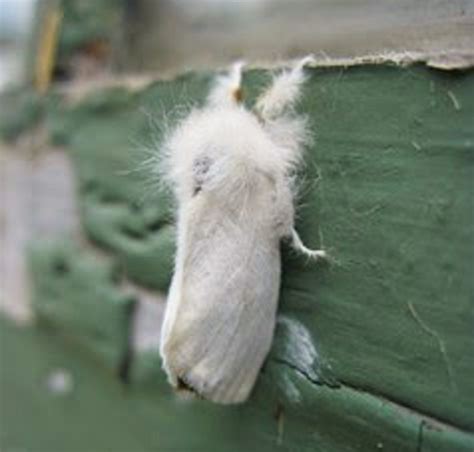 When it comes to browntail moths, kill them any way you can