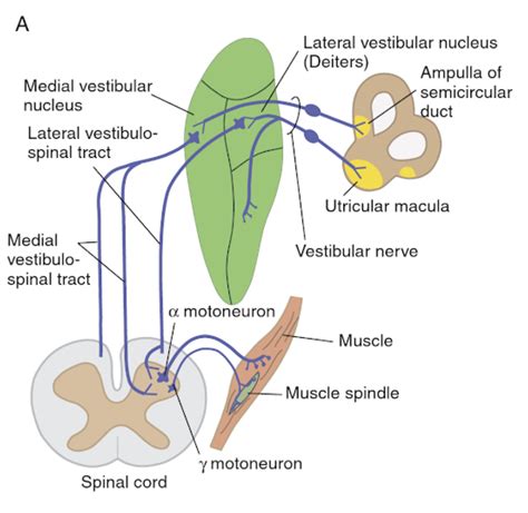 Vestibular System – KINES 200: Introductory Neuroscience