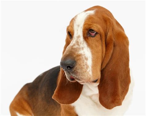 Basset Hound Dog Breed Information & Characteristics