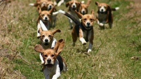 The Do’s And Don’ts Of Beagle Hunting – Training For The Hunt | Beagle ...