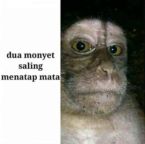 88 Bikin Ketawa Ngakak Meme Monyet