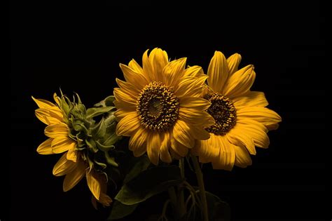 HD wallpaper: sunflowers, three, the dark background | Wallpaper Flare