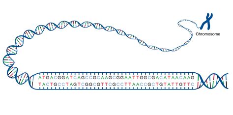 What Is The Genetic Makeup Of A Nucleotide - Mugeek Vidalondon