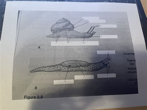 Common Pulmonates Diagram | Quizlet