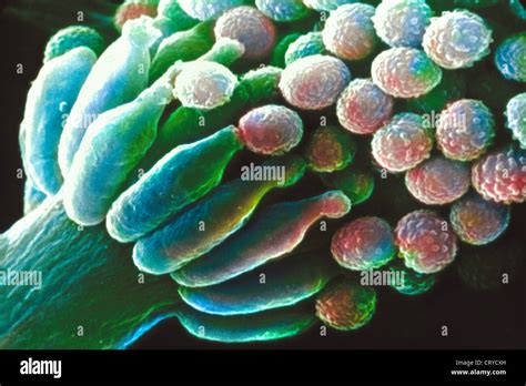 ASPERGILLUS FUMIGATUS Stock Photo - Alamy