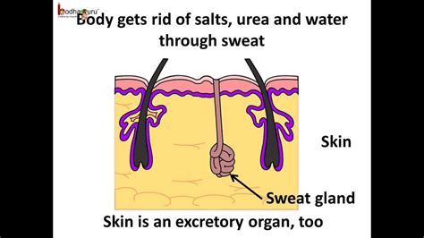 Science - Excretion in humans and animals - English - YouTube