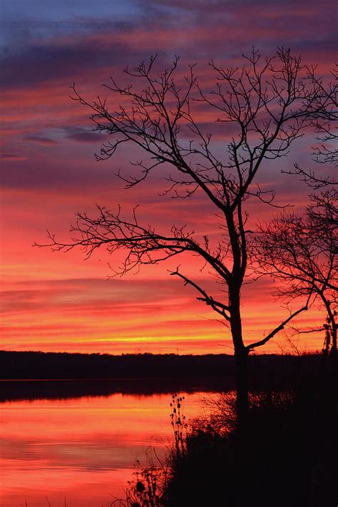 Sunset Silhouette Photograph by Forest Floor Photography - Fine Art America