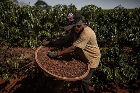 Brazil’s Frost Fails to Bolster Coffee as Weather Concerns Ebb - Bloomberg