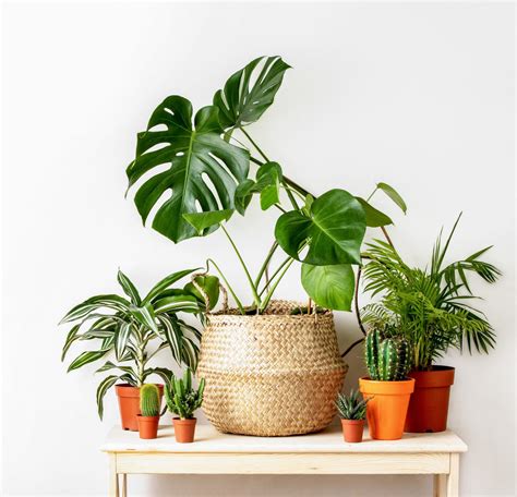 Best Indoor House Plants Perfect for Beginners - Fed & Fit