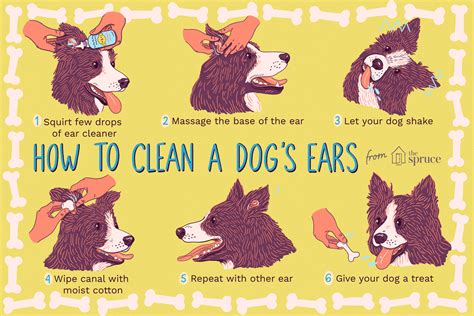 How to Clean Your Dog's Ears | Dog ear, Cleaning dogs ears, Dog shaking