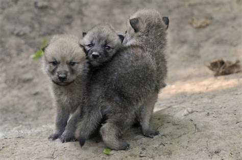 Arctic Wolf Cubs | Arctic wolf, Wolf dog, Baby animals