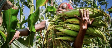 South African economist: Fall armyworm outbreak shows why Africa should ...