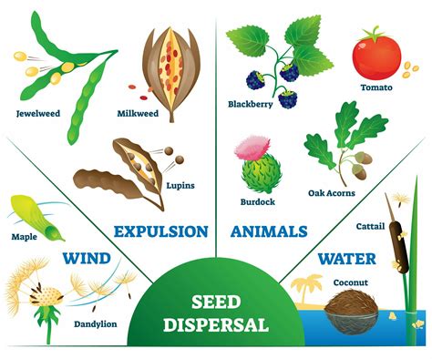 How do plants disperse their seeds?