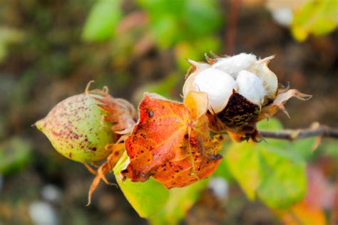 Cotton flower in the cotton flower field.As raw material Apparel ...